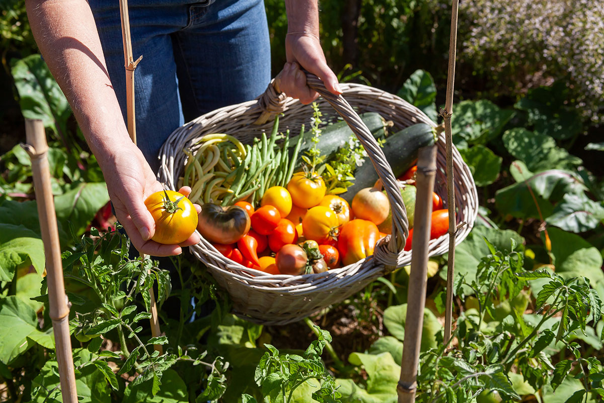 Le potager en fin d’été nos conseils pour terminer en beauté et préparer l’hiver