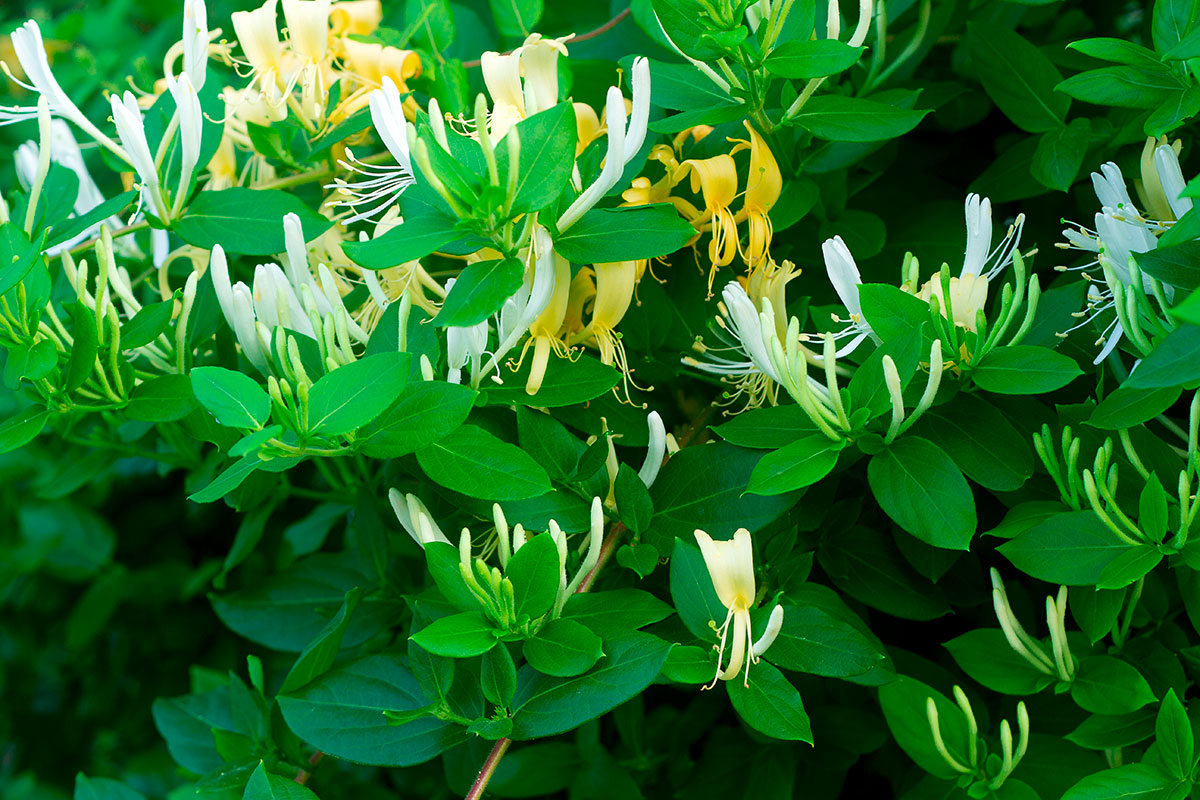 Top 5 des plantes grimpantes pour sublimer votre terrasse