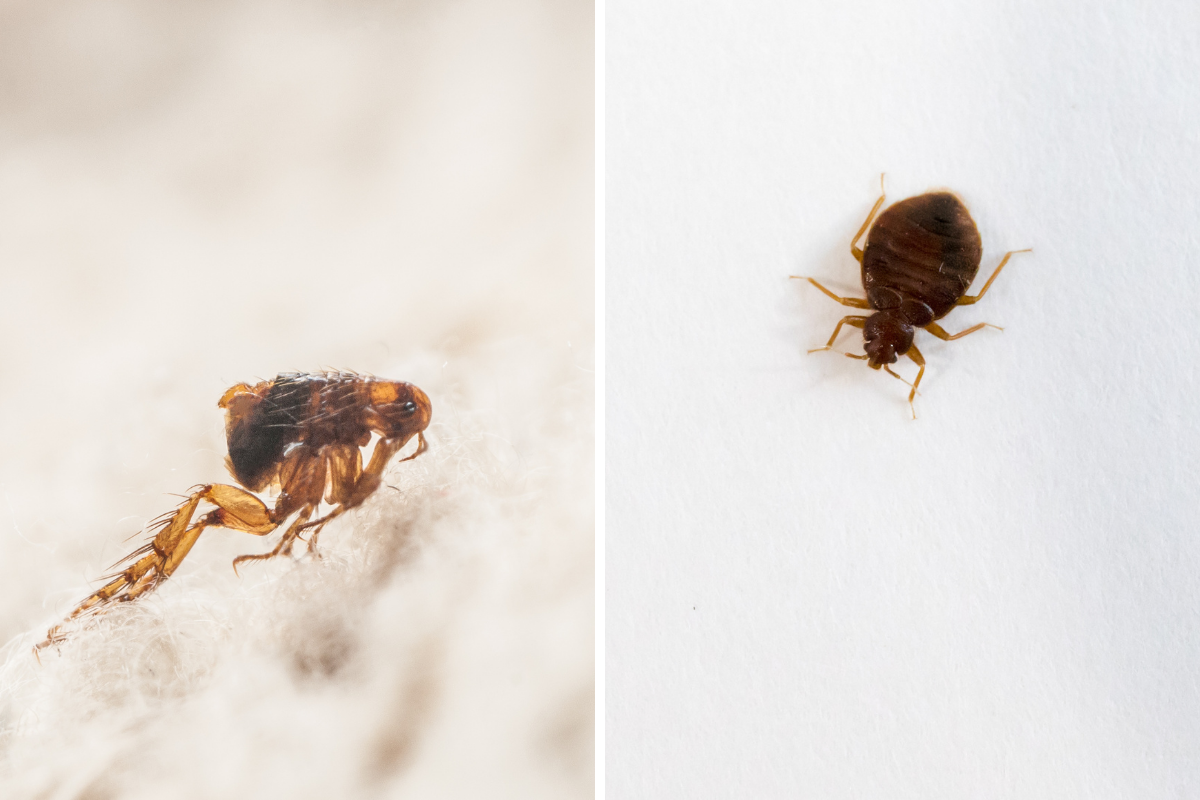 differences punaise de lit et puce