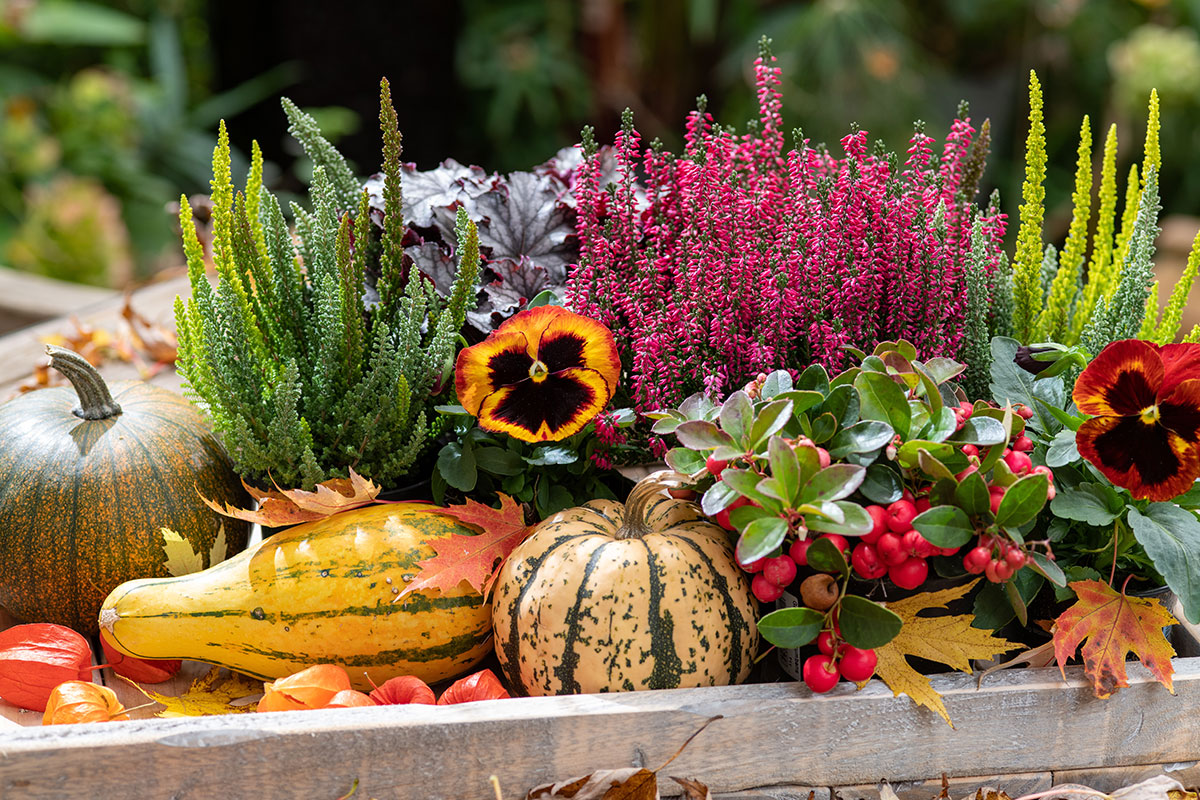 que planter en automne