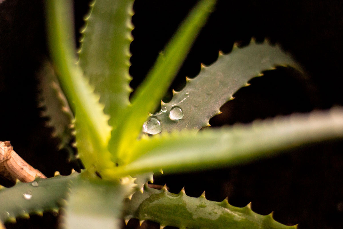 arrosage aloe vera
