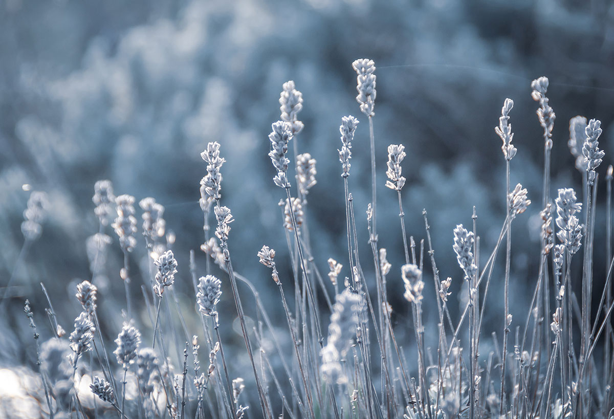 proteger lavande hiver