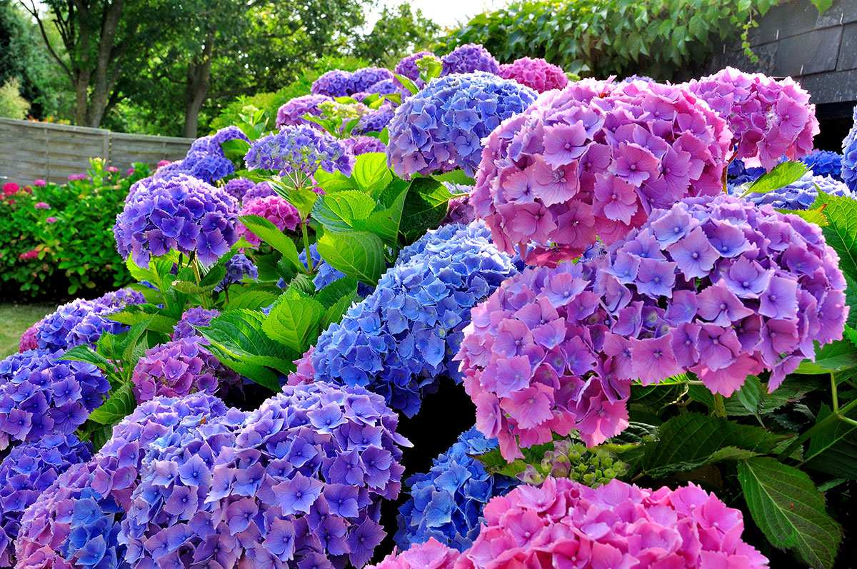 tailler hortensia hiver
