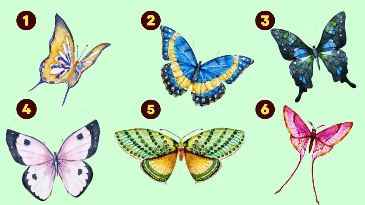 Choisissez un papillon et découvrez ce que vous aimez le plus au monde