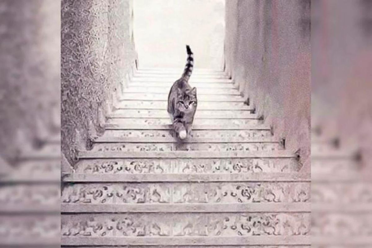 chat qui monte ou descend escalier