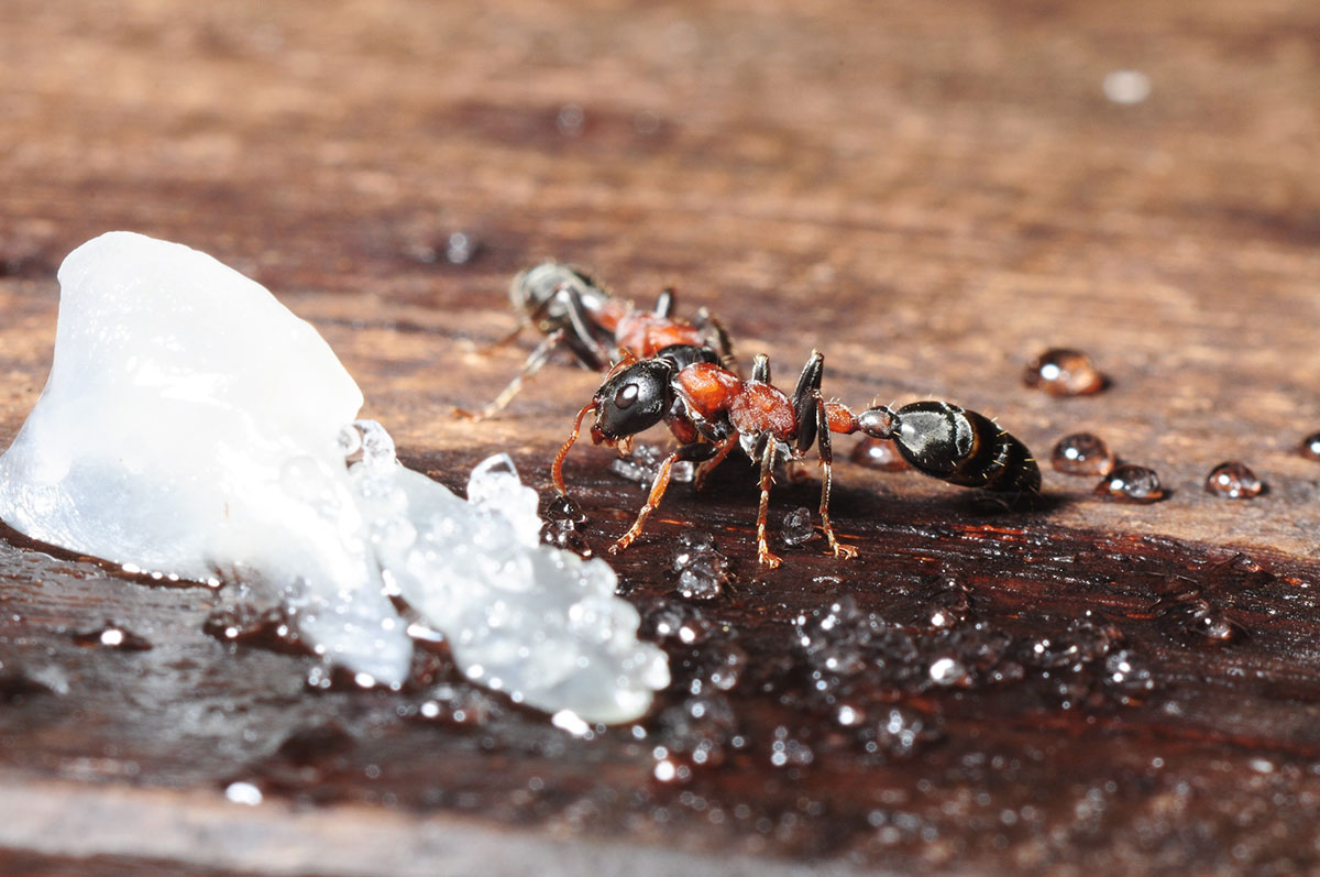 Cette épice va vous débarrasser des fourmis dans votre maison très rapidement