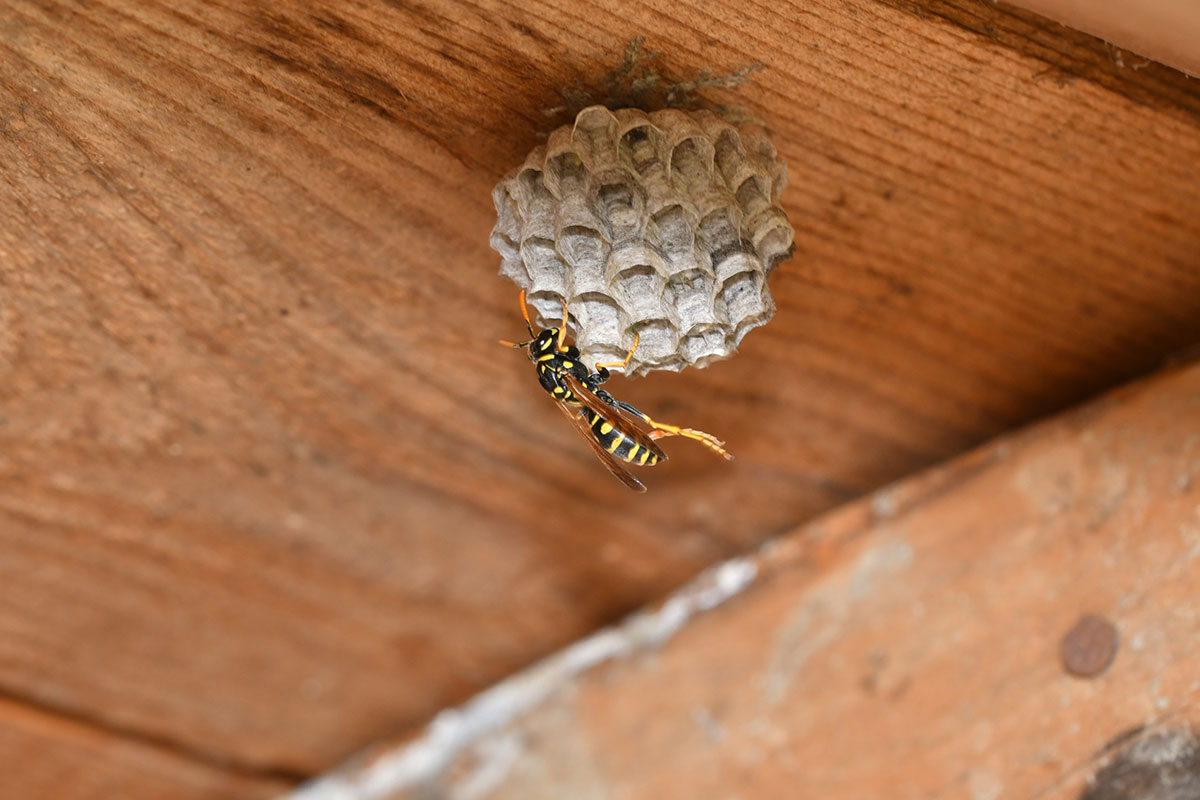 Que faire quand on découvre un nid de guêpes ou de frelons chez soi ?