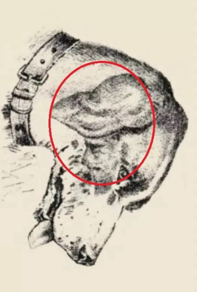 illusion d’optique chien