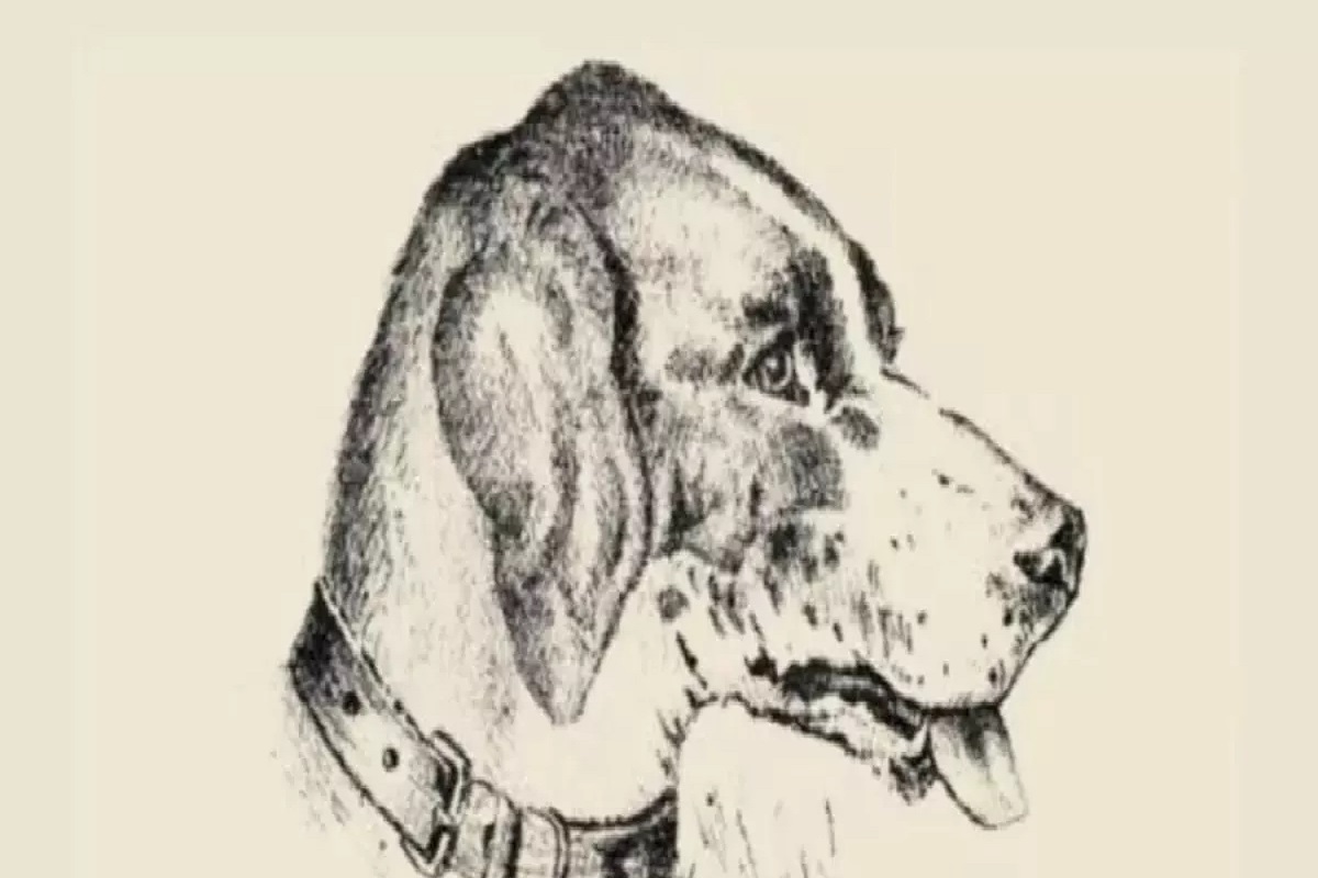 illusion d’optique chien