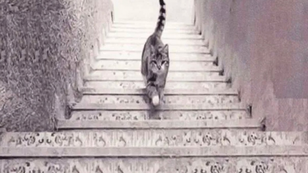 le chat monte ou descend