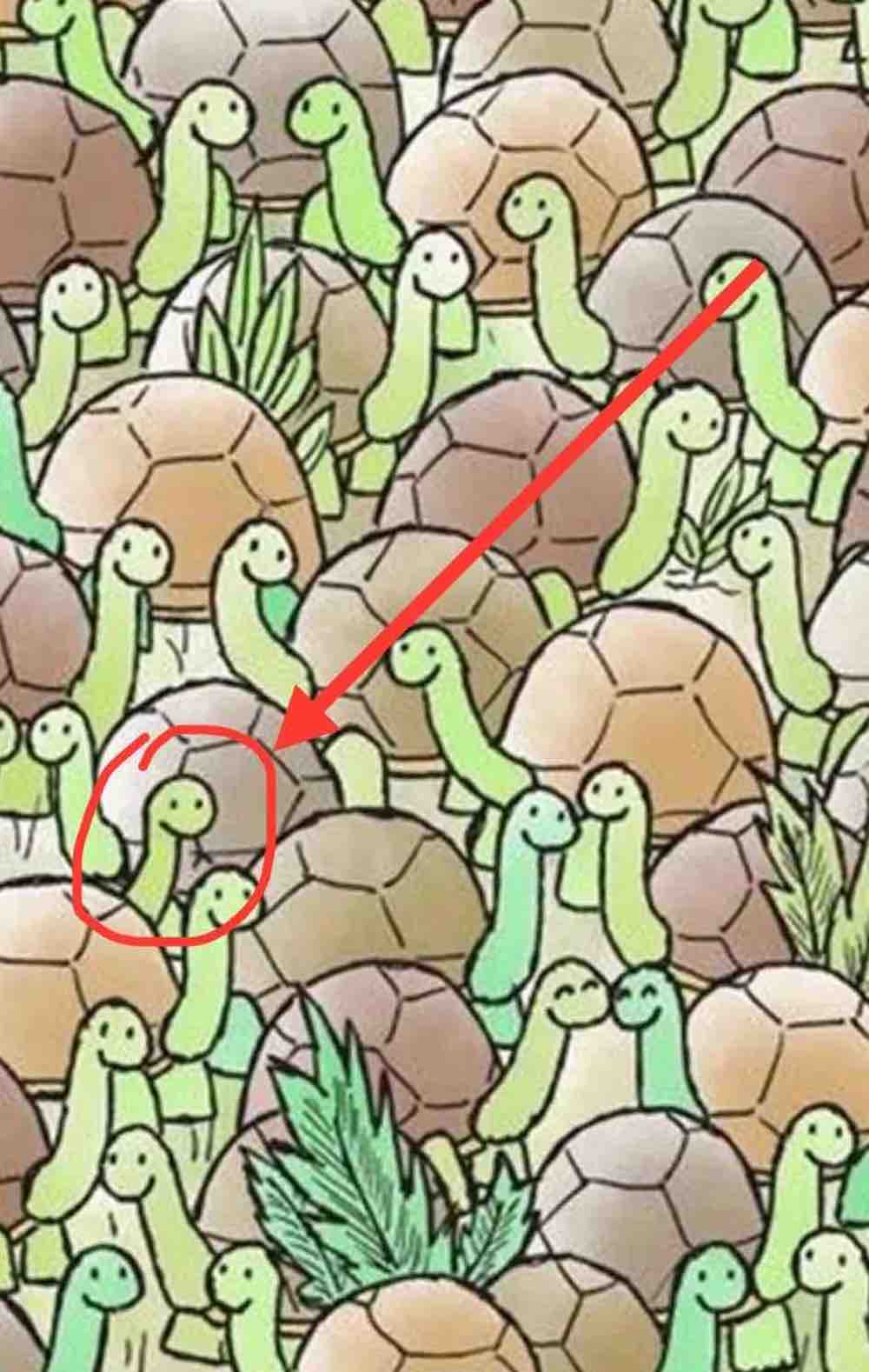 reponse serpent tortue test