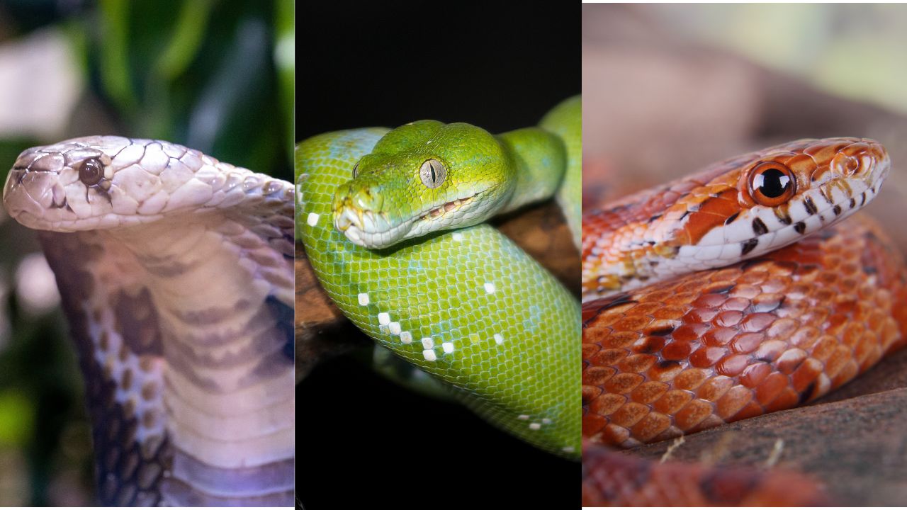 test personnalite serpent