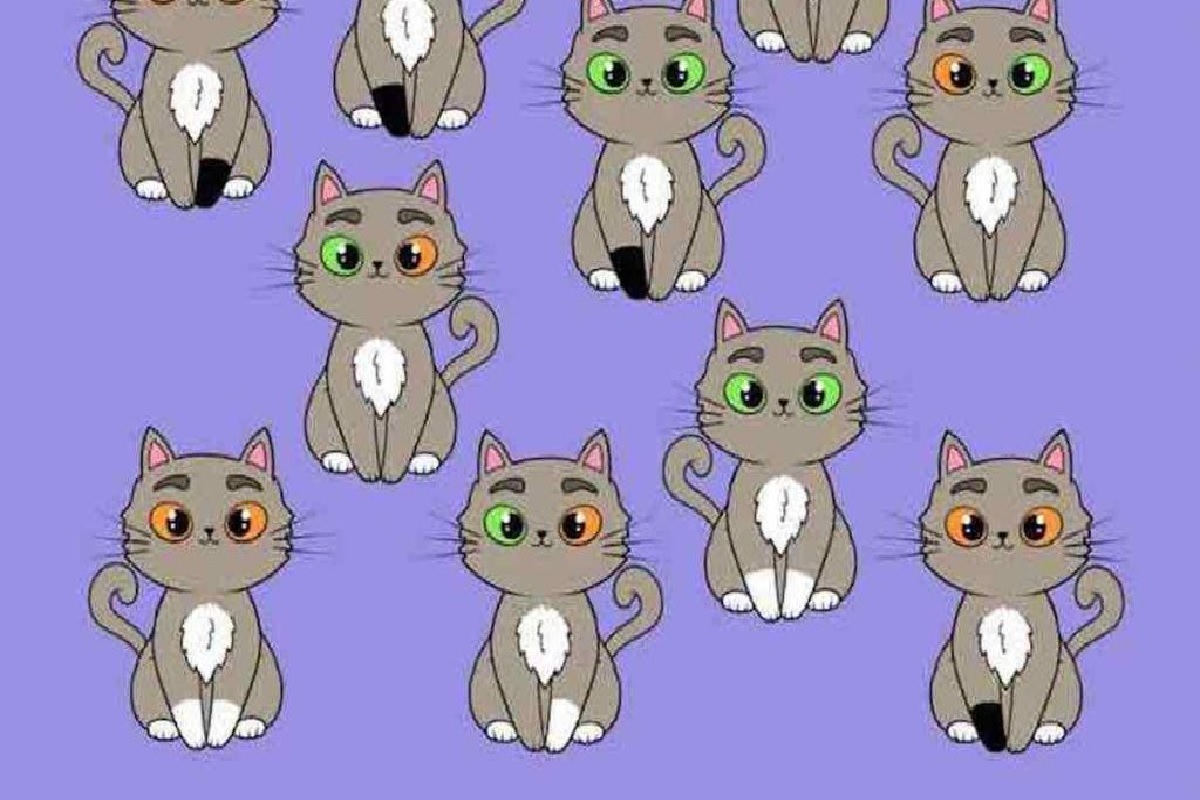 Défi visuel chat qui n'a pas son double