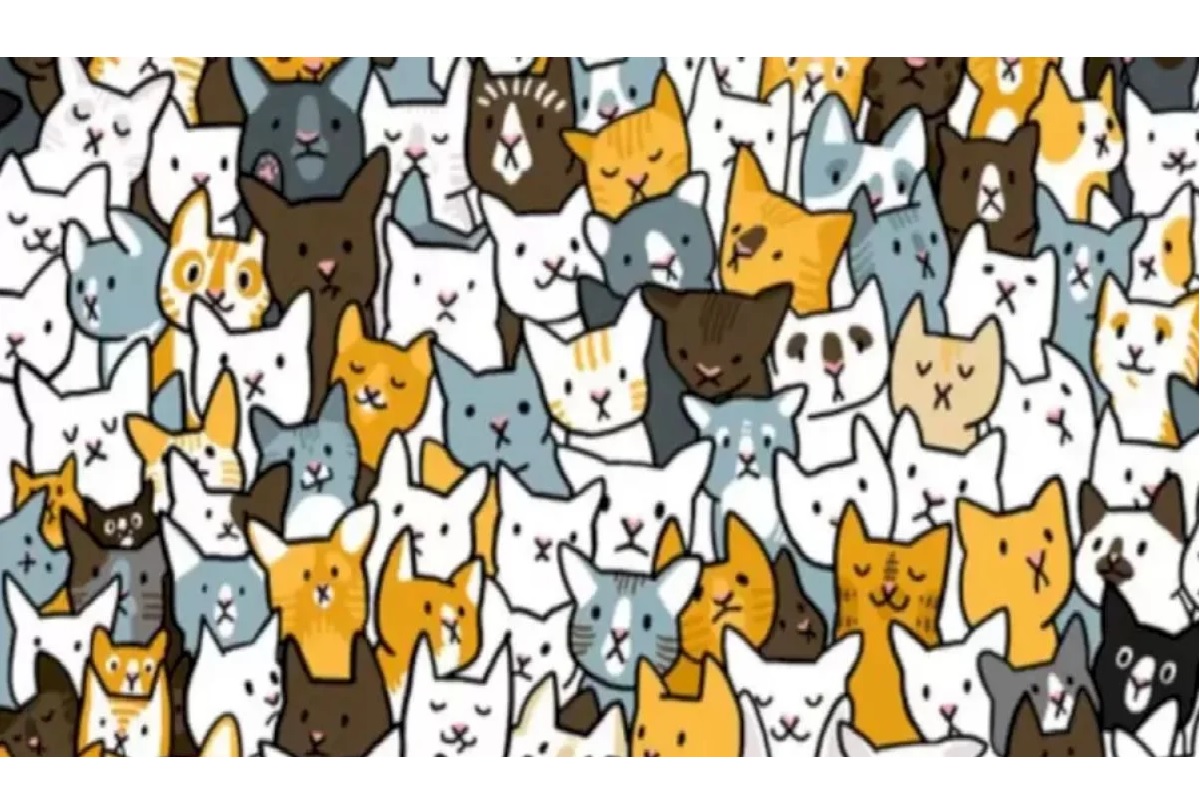 Défi visuel trouver le lapin caché