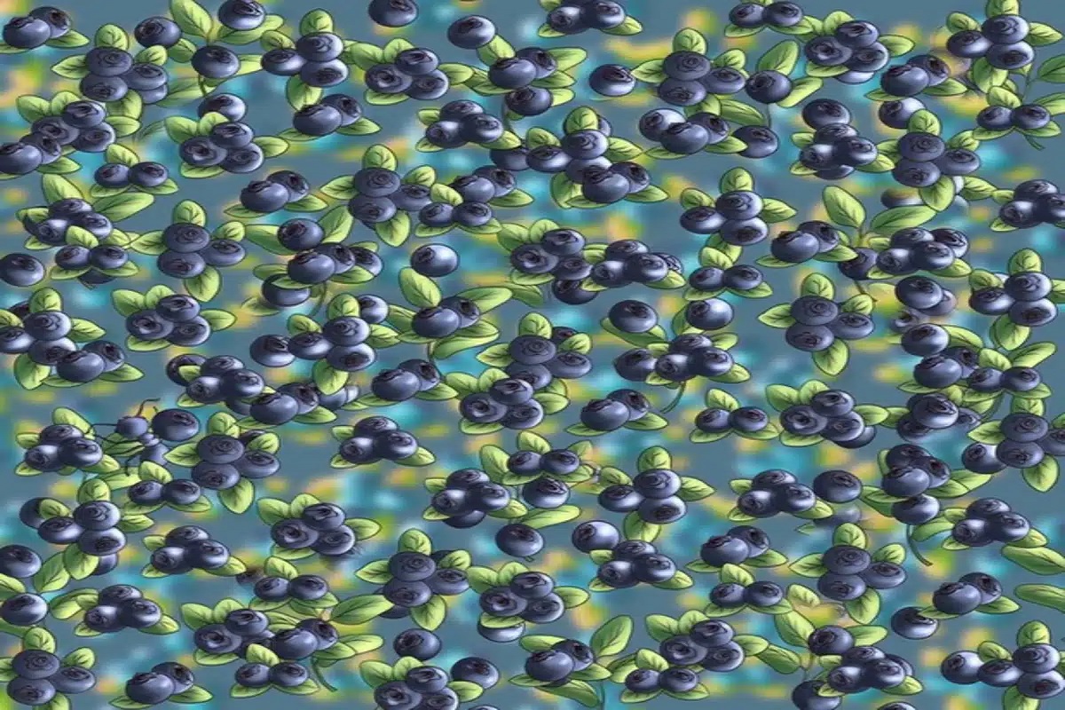 Défi visuel trouvez fourmi