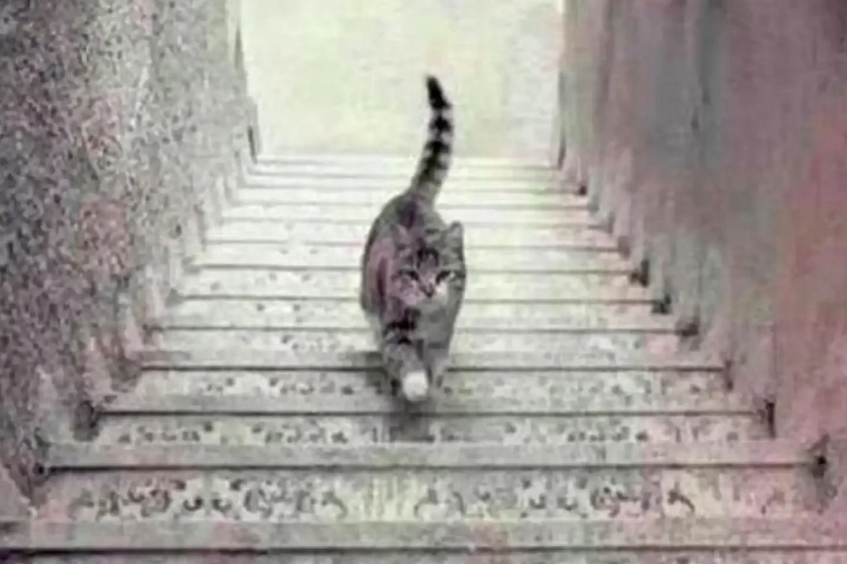 test de personnalité chat