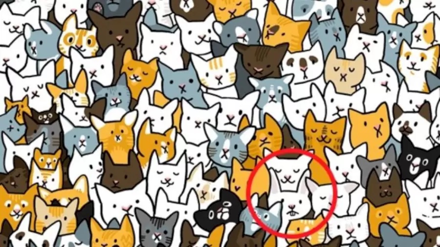 Solution défi visuel lapin caché