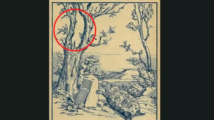 Solution pour trouver le lapin caché 