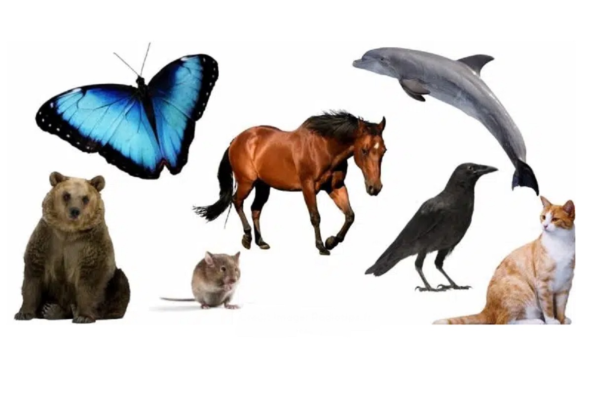 Test de personnalité animal préféré