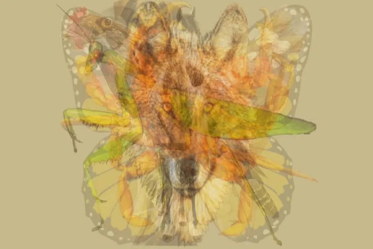 Test de personnalité animal