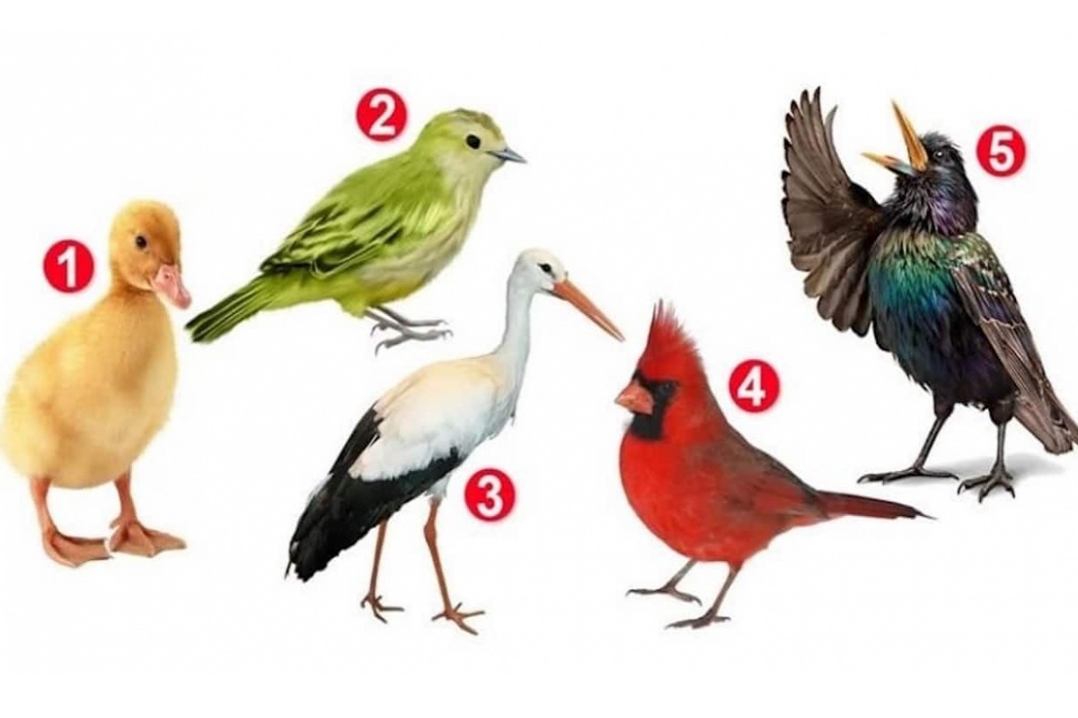 Test de personnalité oiseaux