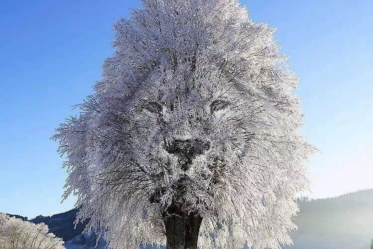 Test visuel lion ou arbre