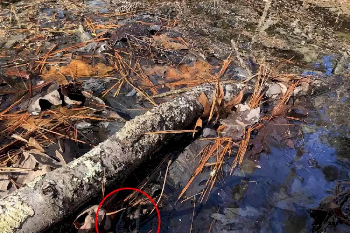 illusion d'optique salamandre