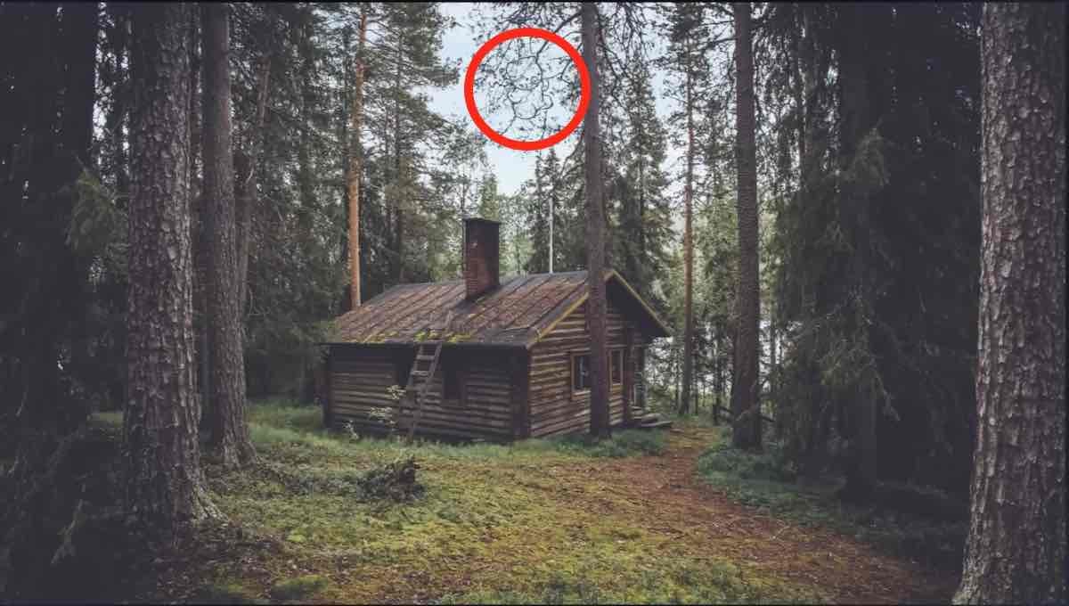 solution illusion d’optique trouver ours caché