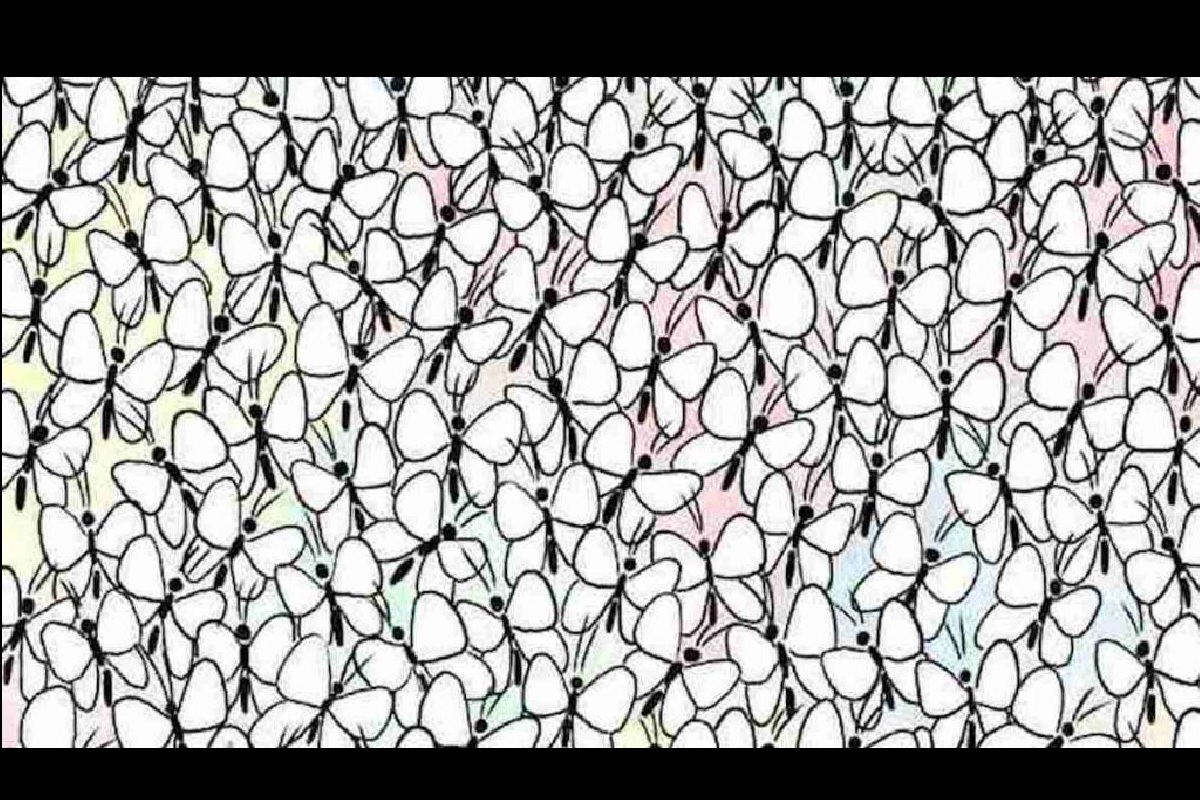 Défi visuel fourmi parmi papillon