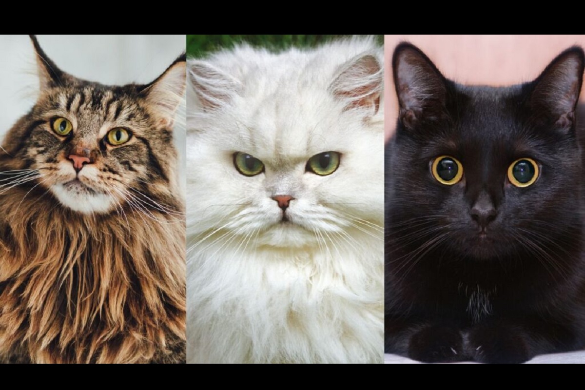 Test de personnalité choix trois chat