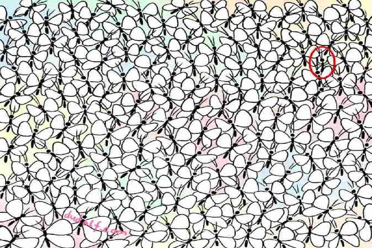 solution test visuel fourmi parmi papillons