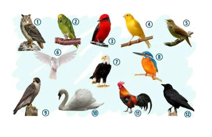 test de personnalité des oiseaux